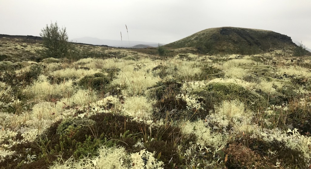 islande-jour-3-myvatn